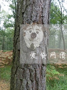 爱贷网借款 逾期 爱贷网借款 逾期